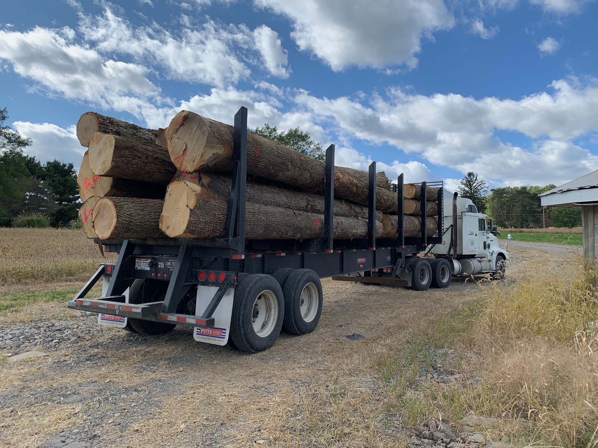 Professional logging truck loaded with large timber logs