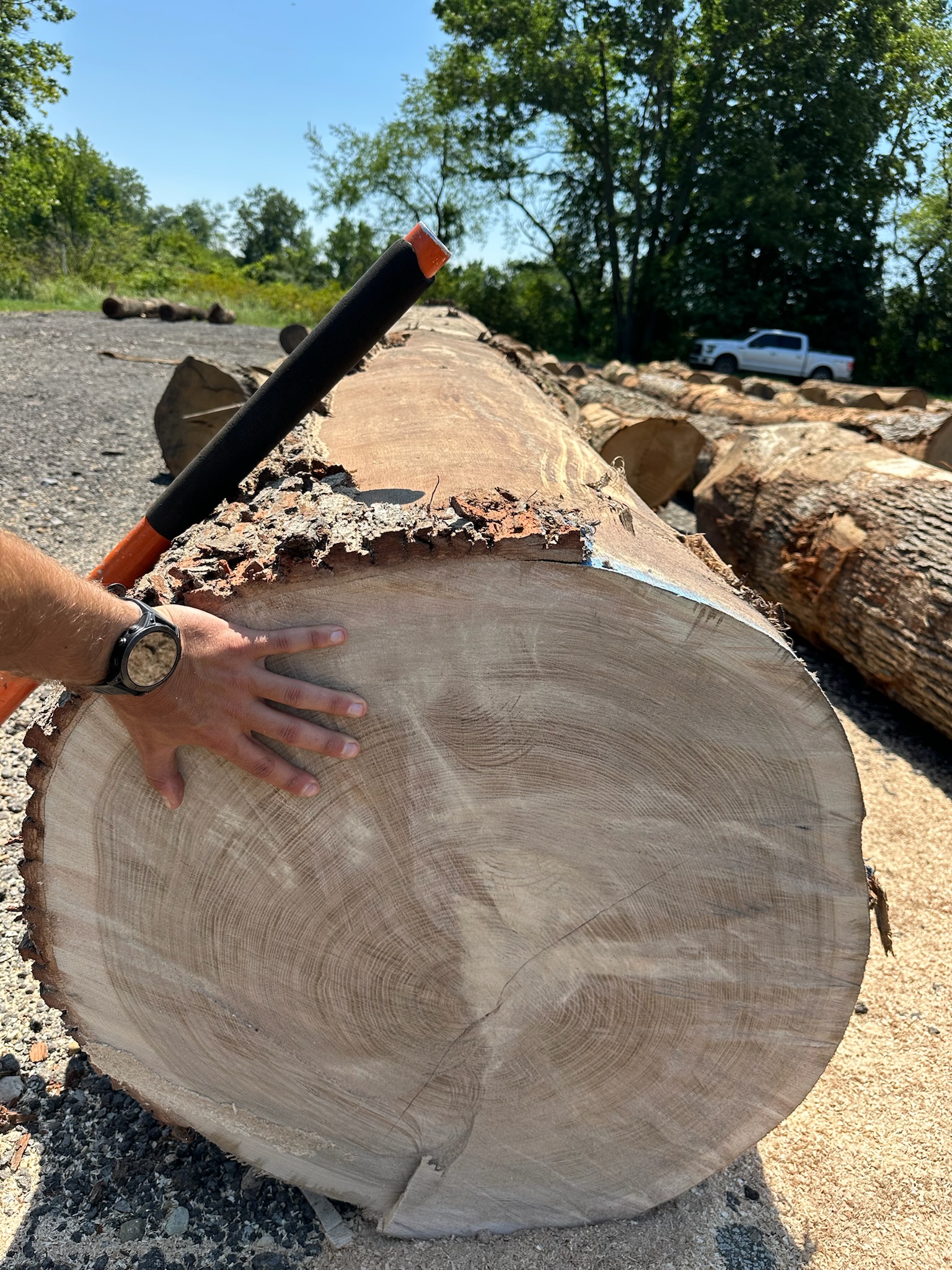 Professional forestry machinery in action