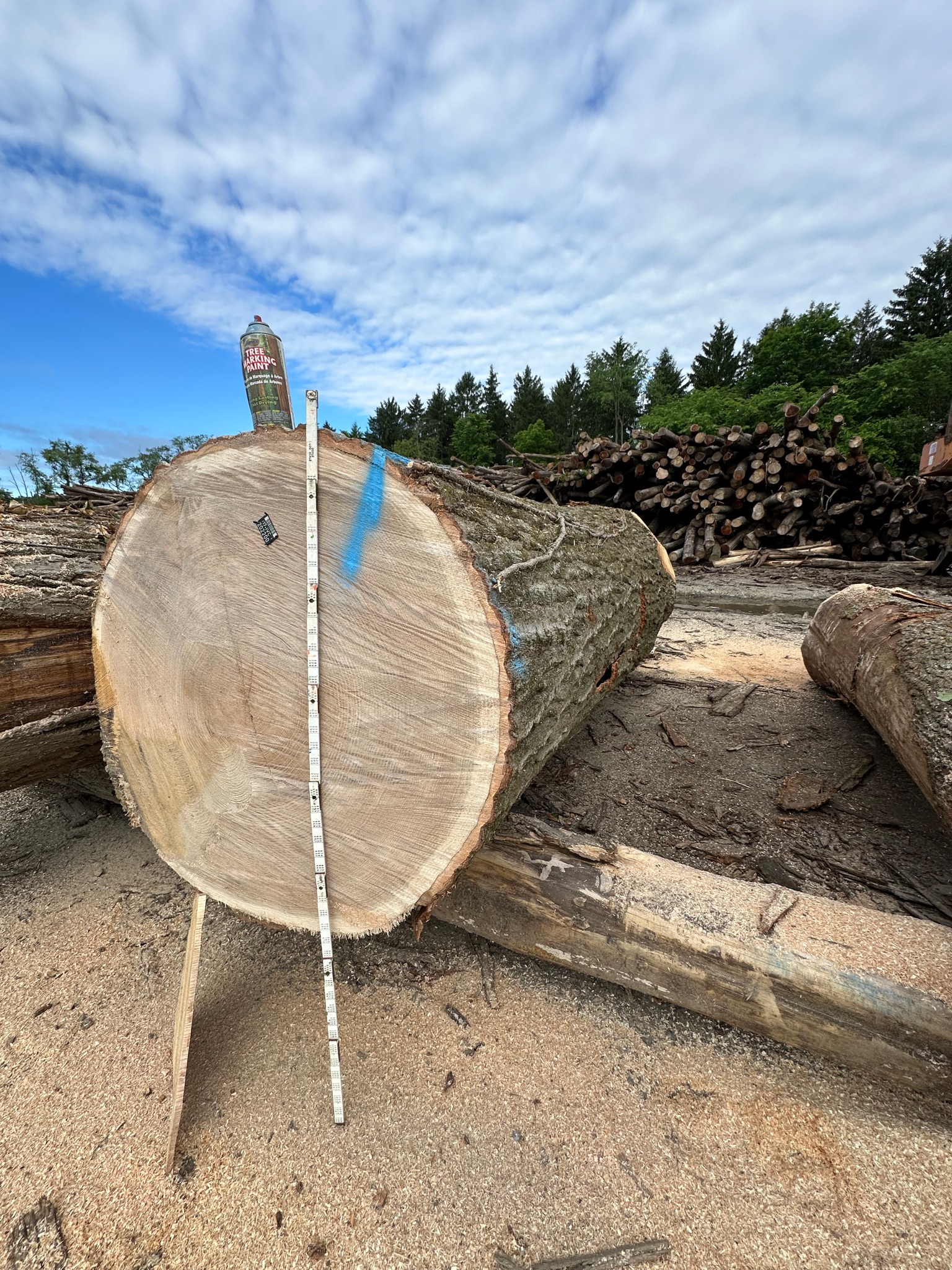 Large diameter timber logs with measuring equipment