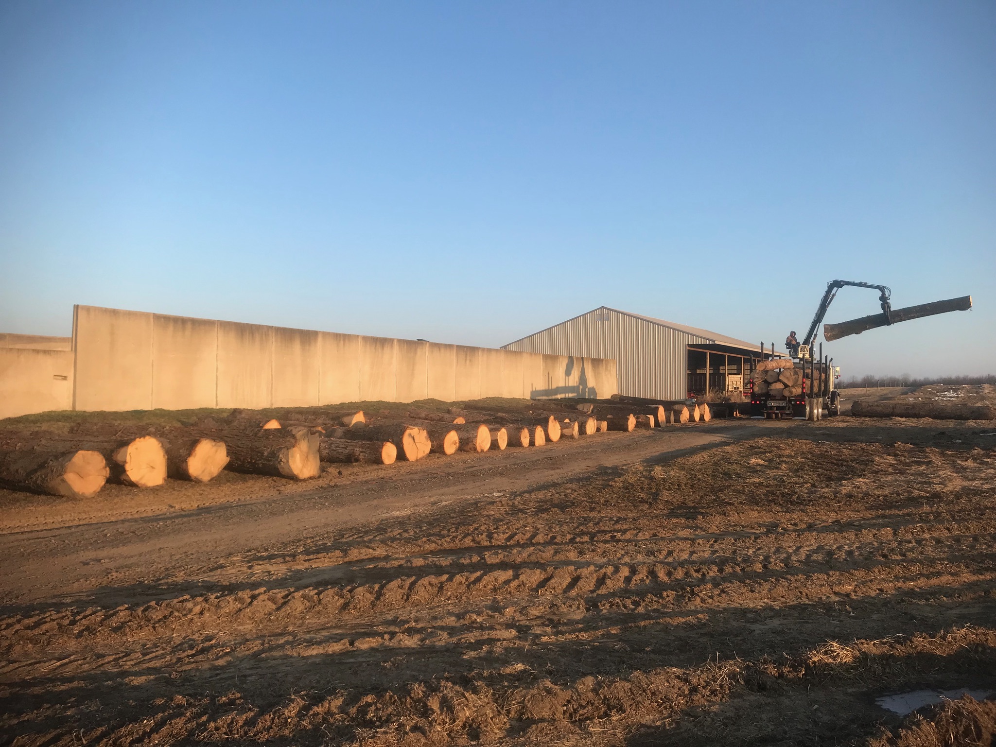 Professional lumber processing facility with organized log storage