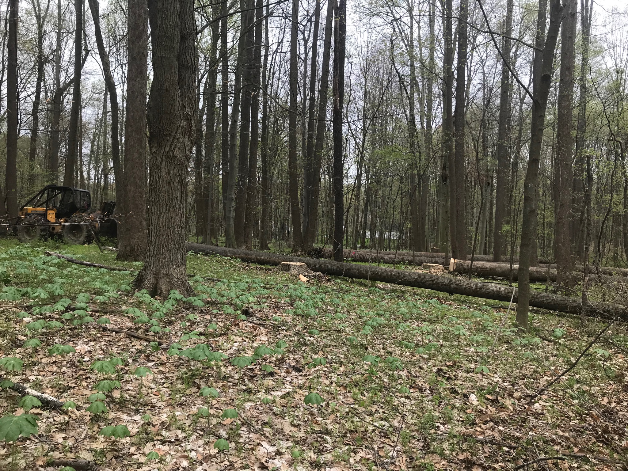 Heavy equipment for timber harvesting