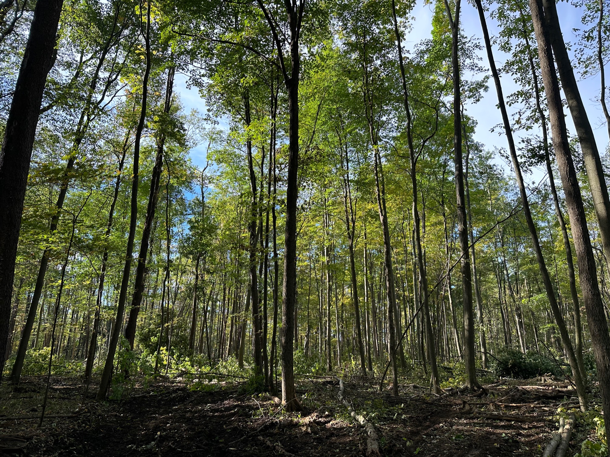 Dense forest interior showing healthy timber stands