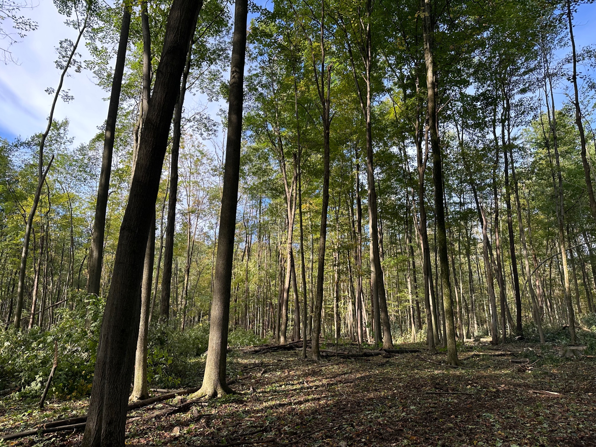 Forestry operations in Pennsylvania woodland