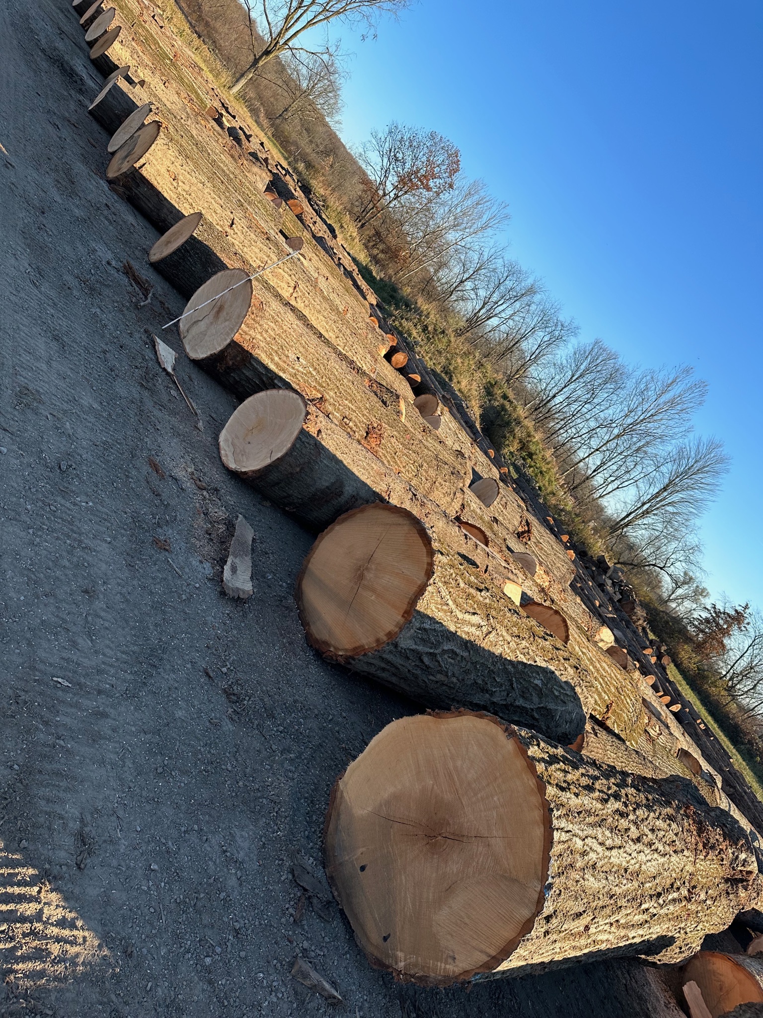 Cut log ends showing timber quality and grain