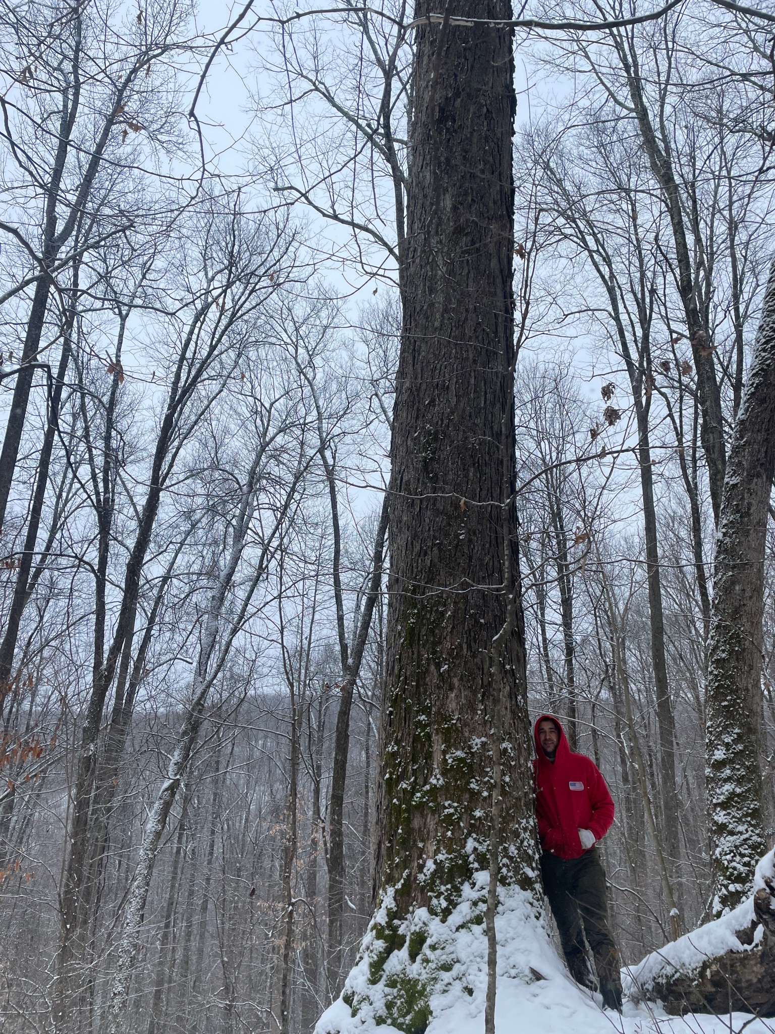 Large mature tree demonstrating forest scale and quality