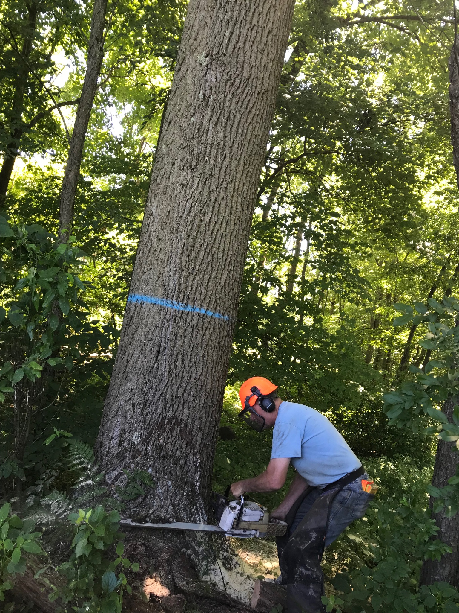 Professional forestry work in progress