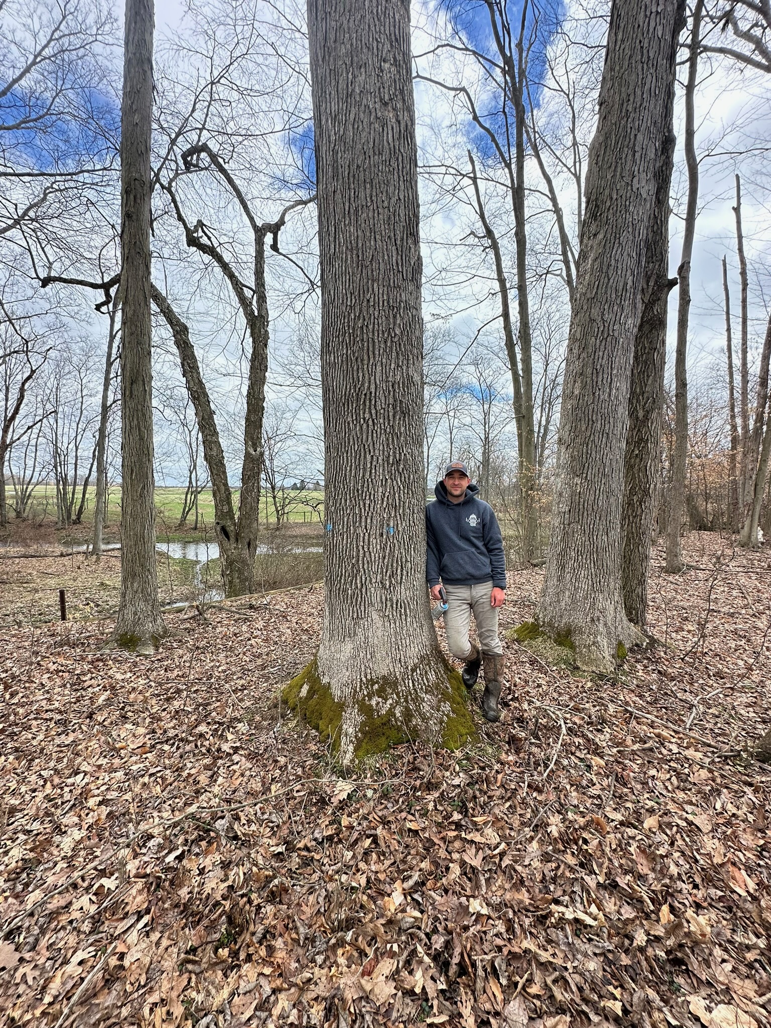 Logging operations and timber management