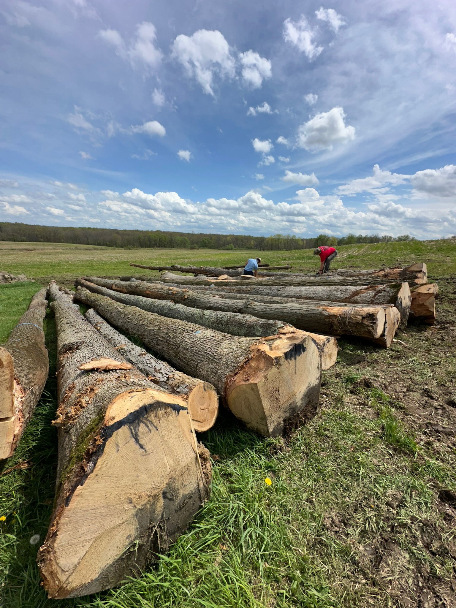 Harvested logs arranged in field for transport