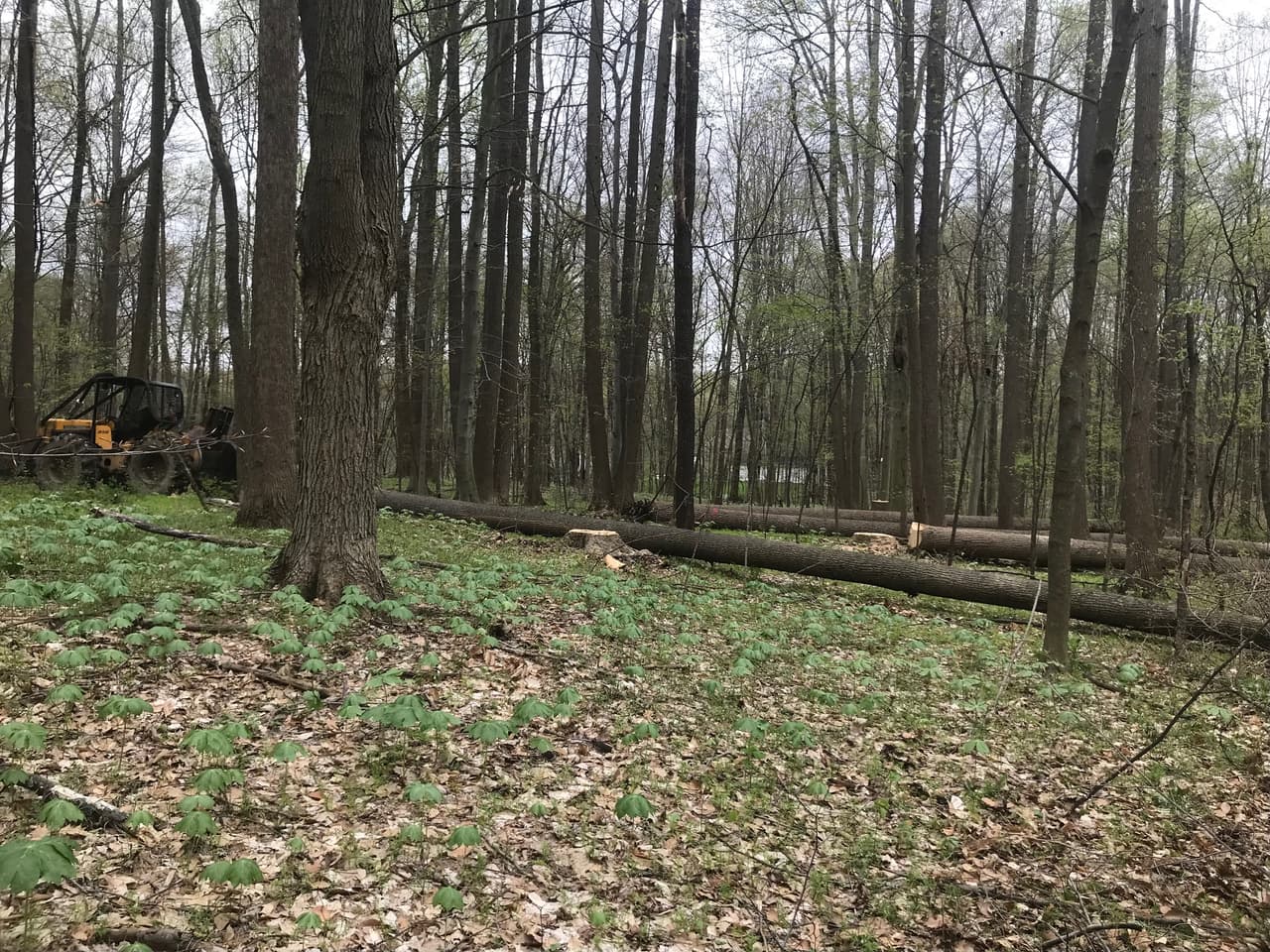 Professional forest management and land clearing