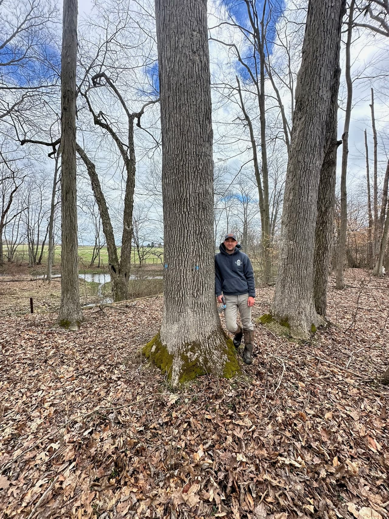 Forest health evaluation and maintenance
