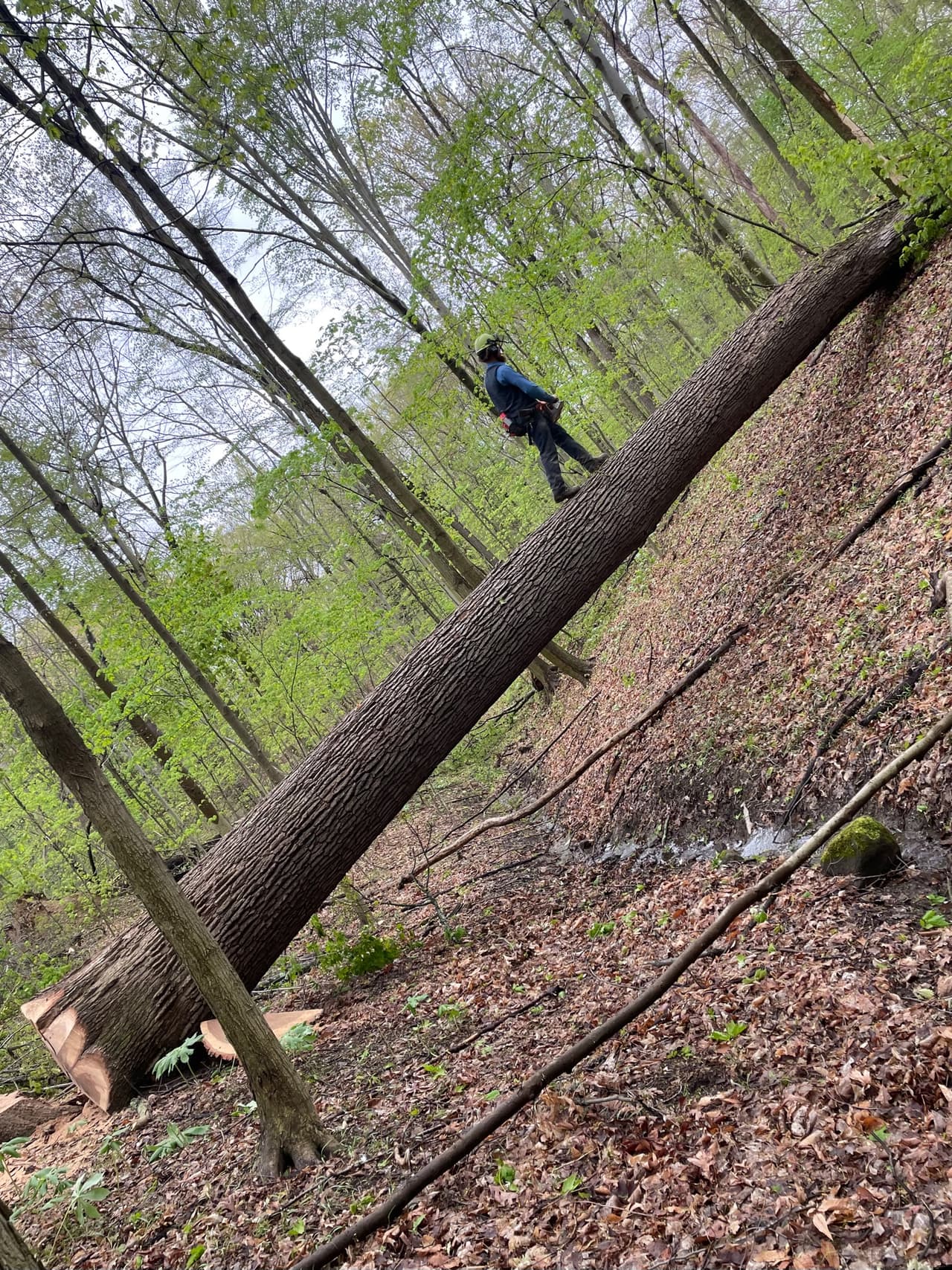 Professional timber harvesting equipment in forest